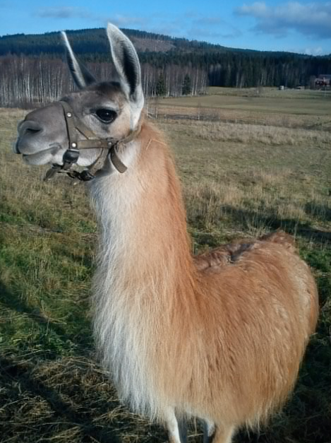 Död, Hjärtattack, Lama